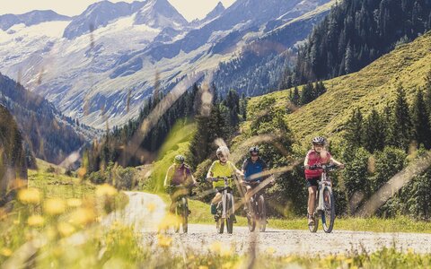 Vier Mountainbiker fahren durch eine grüne Landschaft.