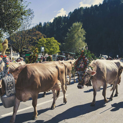 Almabtrieb im Zillertal
