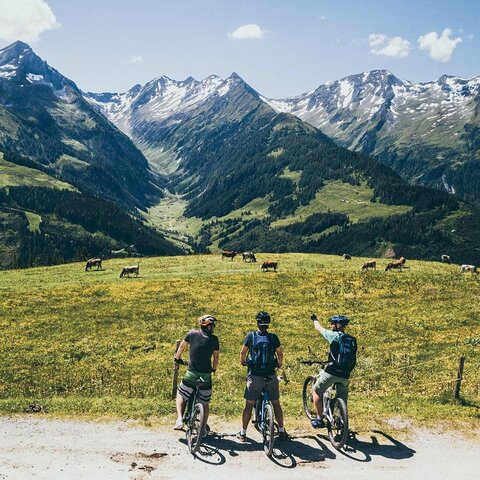 Drei Radfahrer beobachten eine Kuhherde.