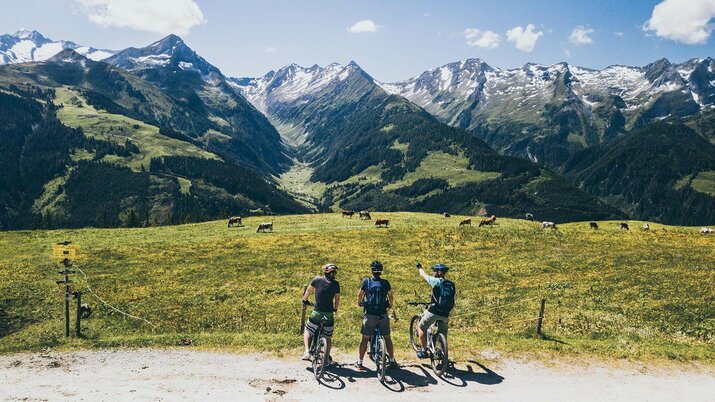 Drei Radfahrer beobachten eine Kuhherde.