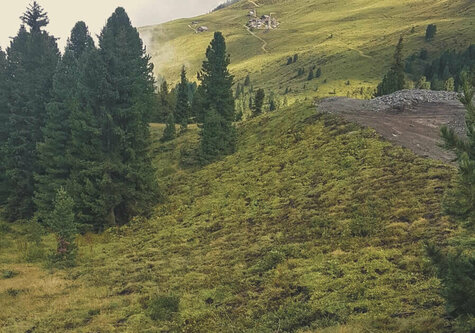 Traumafter Blick auf eine grüne Wiese