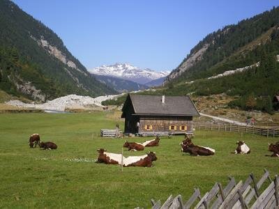 Veitenalm