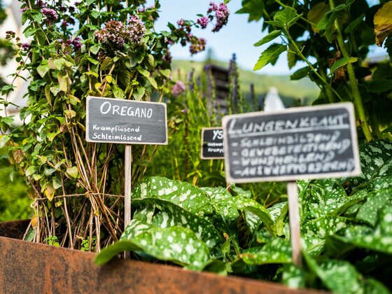 Natur mit allen Sinnen erleben - Eine Runde für die Gesundheit